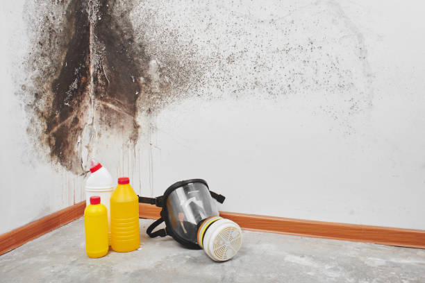 Best Attic Mold Removal  in Willimantic, CT