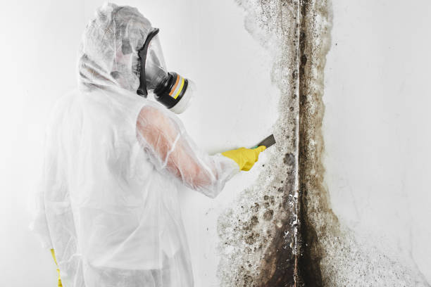 Mold Removal Process in Willimantic, CT