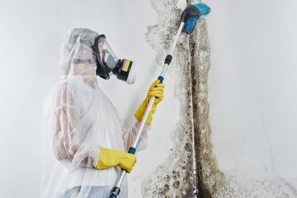 Best Mold Remediation  in Willimantic, CT