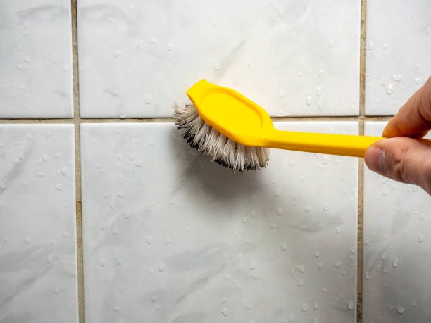 Best Mold Remediation Experts  in Willimantic, CT