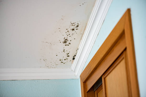 Best Mold Removal Near Me  in Willimantic, CT