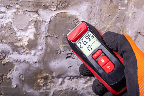 Best Professional Mold Removal  in Willimantic, CT