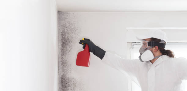 Best Affordable Mold Removal  in Willimantic, CT