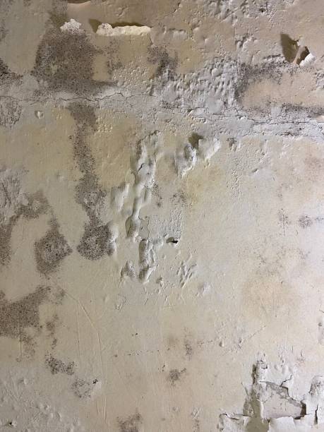 Best Office Mold Removal Services  in Willimantic, CT