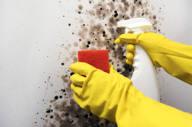 Best Toxic Mold Removal  in Willimantic, CT