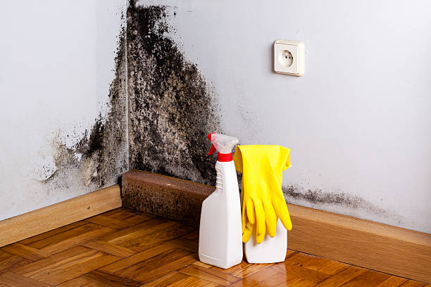 Professional Mold Removal in Willimantic, CT
