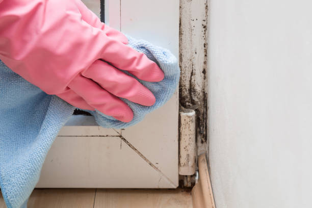 Best Certified Mold Removal  in Willimantic, CT