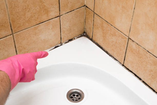 Best Emergency Mold Removal  in Willimantic, CT
